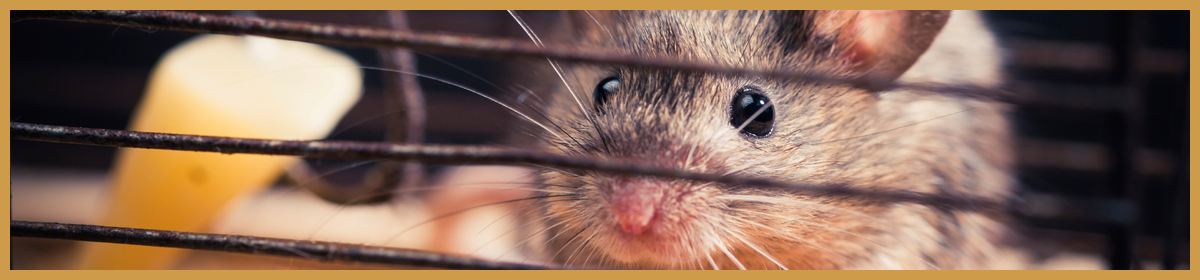 How To Get Rid Of Mice
